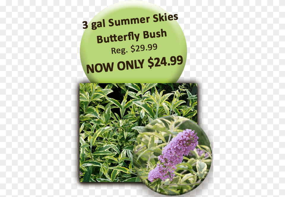 Gal Summer Skies Butterfly Bush Special K, Flower, Herbal, Herbs, Plant Free Transparent Png