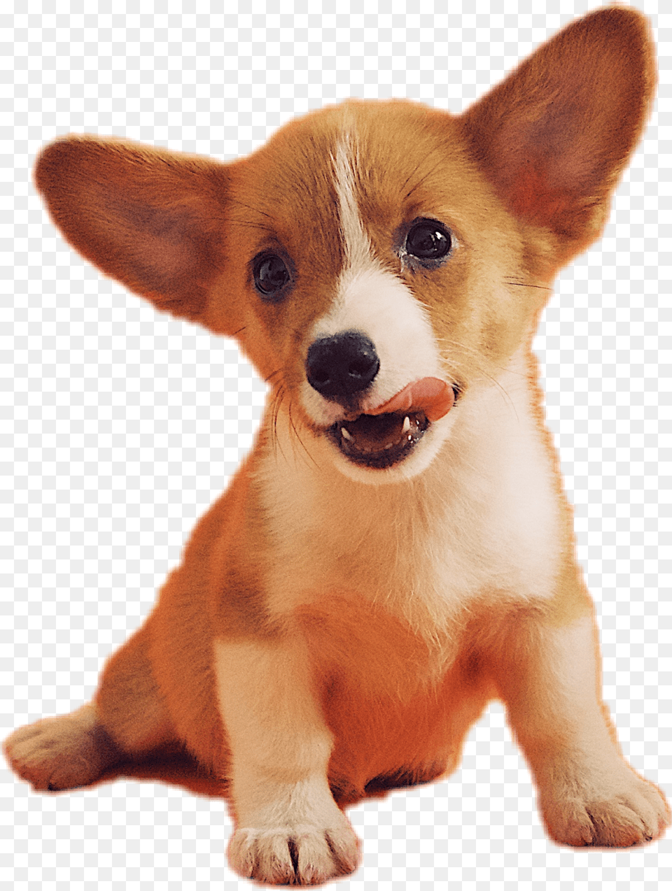Galaxy Doggo Doge Dog Yoshipupperkins Freetouse Famous Dogs With Pointy Ears, Animal, Canine, Mammal, Pet Png Image