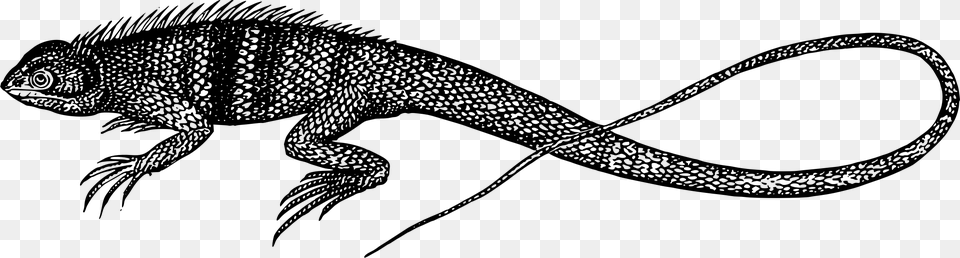 Galeote Lizard Silhouette Clip Arts Black Lizard Clipart, Gray Free Transparent Png