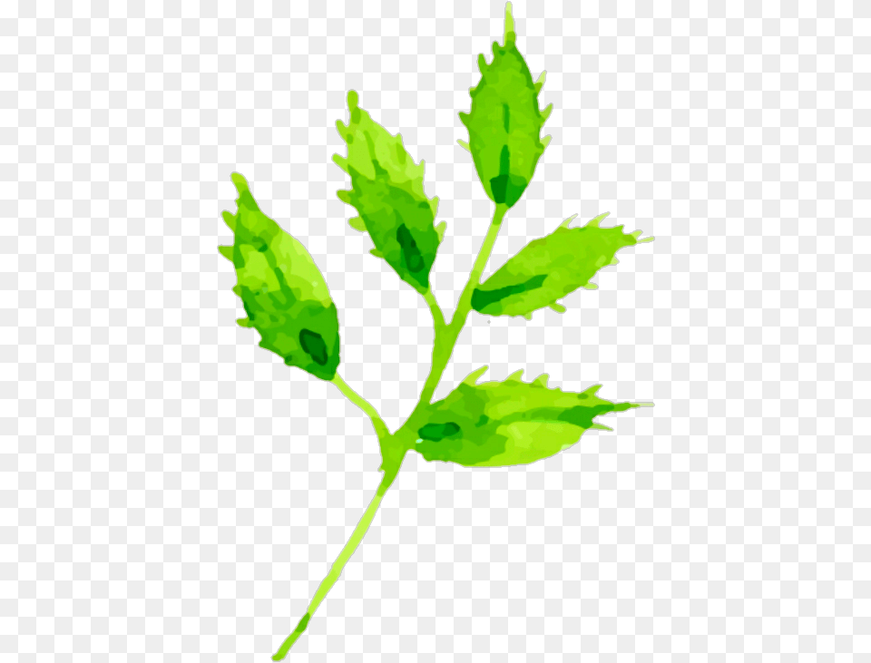 Galho Galhoverde Folha Folhas Leaf Twigs Rose, Herbs, Plant, Herbal Free Png Download