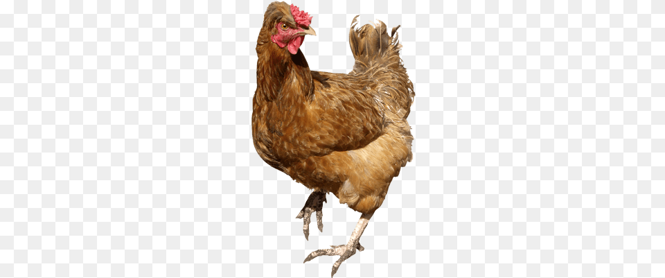 Galina Marrn Andante Angry Chicken Transparent, Animal, Bird, Fowl, Hen Free Png
