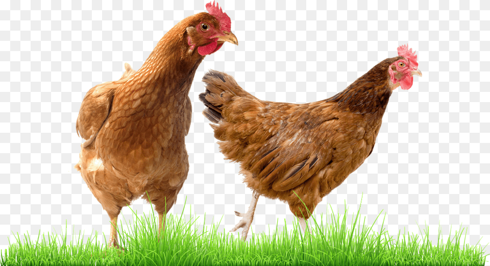 Galinha Sex Link, Animal, Bird, Chicken, Fowl Free Png