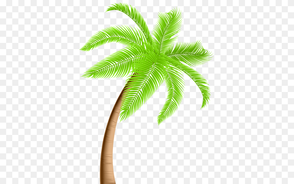 Gallery, Palm Tree, Plant, Tree, Fern Png