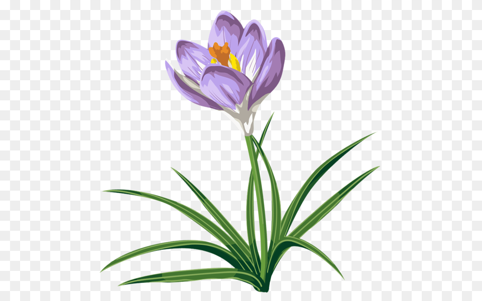 Gallery, Flower, Plant, Crocus Png