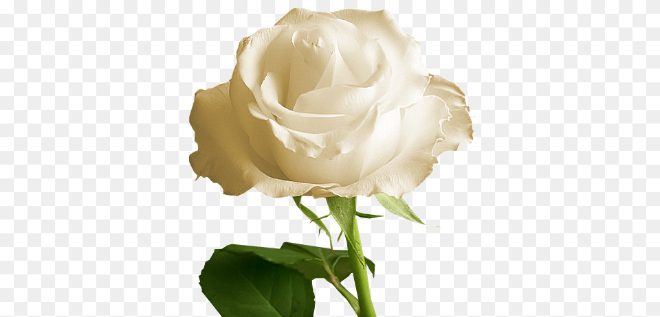 Gallery, Flower, Plant, Rose Free Png Download