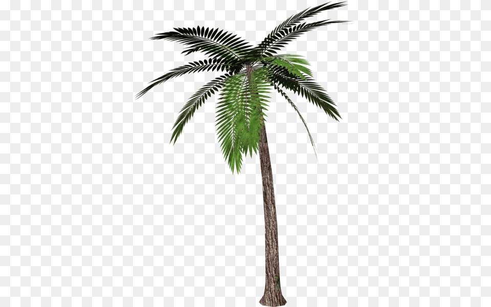 Gallery, Fern, Palm Tree, Plant, Tree Free Transparent Png