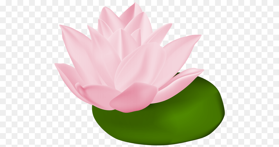 Gallery, Flower, Lily, Plant, Petal Png Image