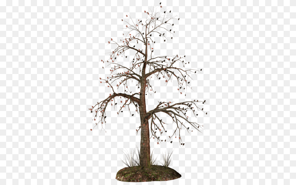 Gallery, Plant, Potted Plant, Tree, Bonsai Free Png