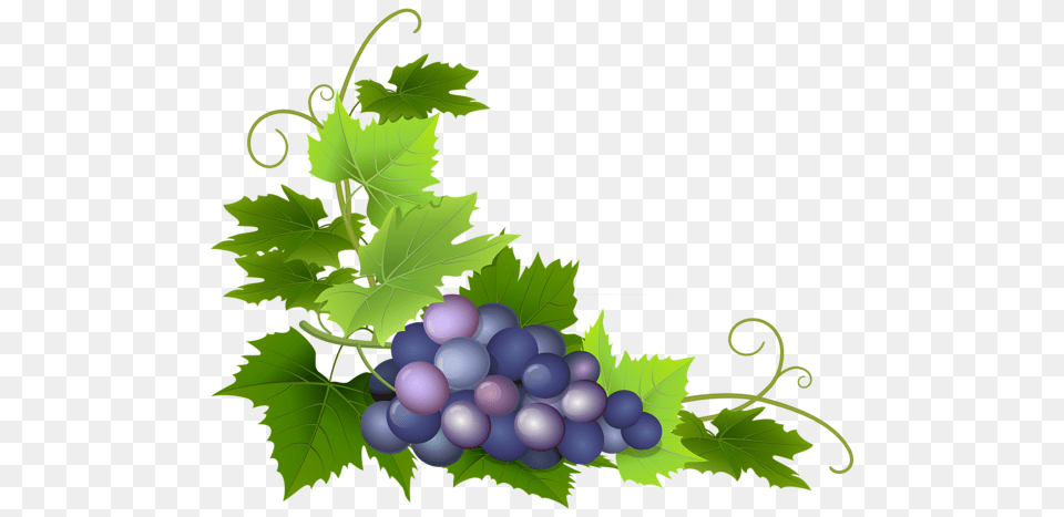 Gallery, Food, Fruit, Grapes, Plant Free Png
