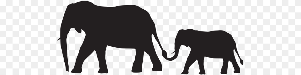 Gallery, Animal, Elephant, Mammal, Wildlife Png