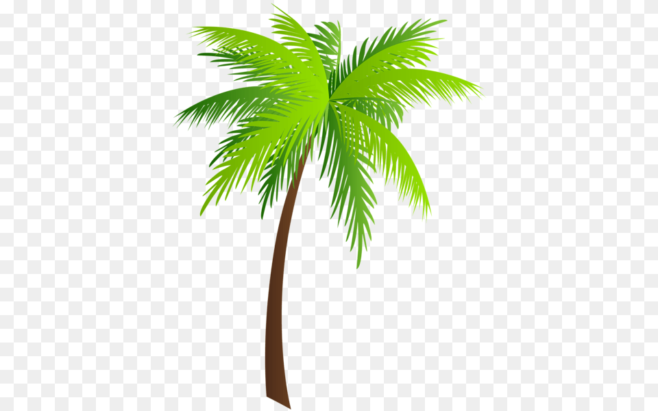 Gallery, Palm Tree, Plant, Tree, Leaf Free Png Download