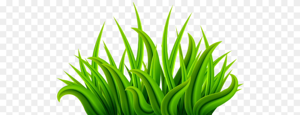 Gallery, Grass, Green, Plant, Aloe Free Transparent Png