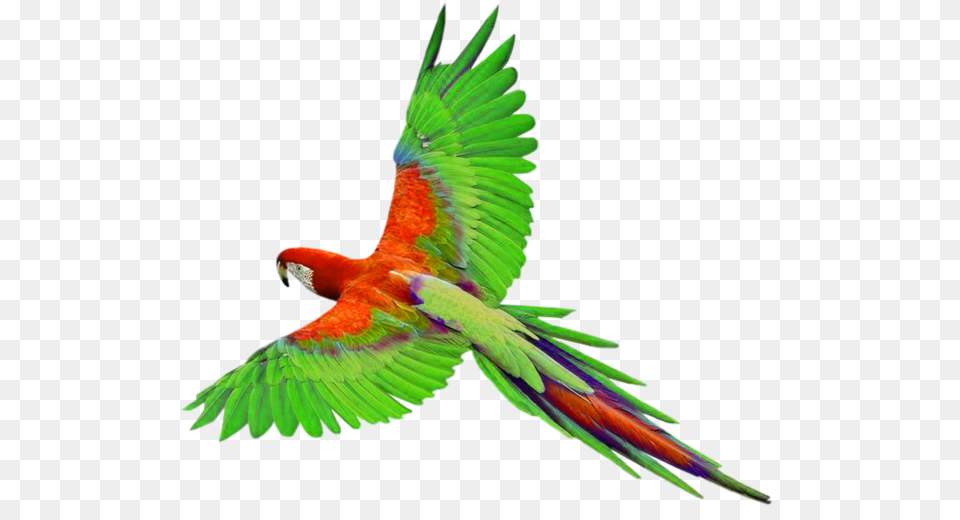 Gallery, Animal, Bird, Parrot, Macaw Free Png