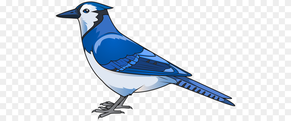 Gallery, Animal, Bird, Blue Jay, Bluebird Png