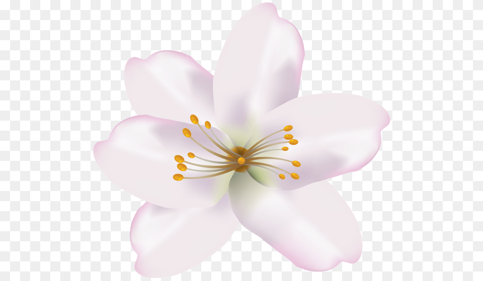 Gallery, Anther, Flower, Plant, Petal Png Image