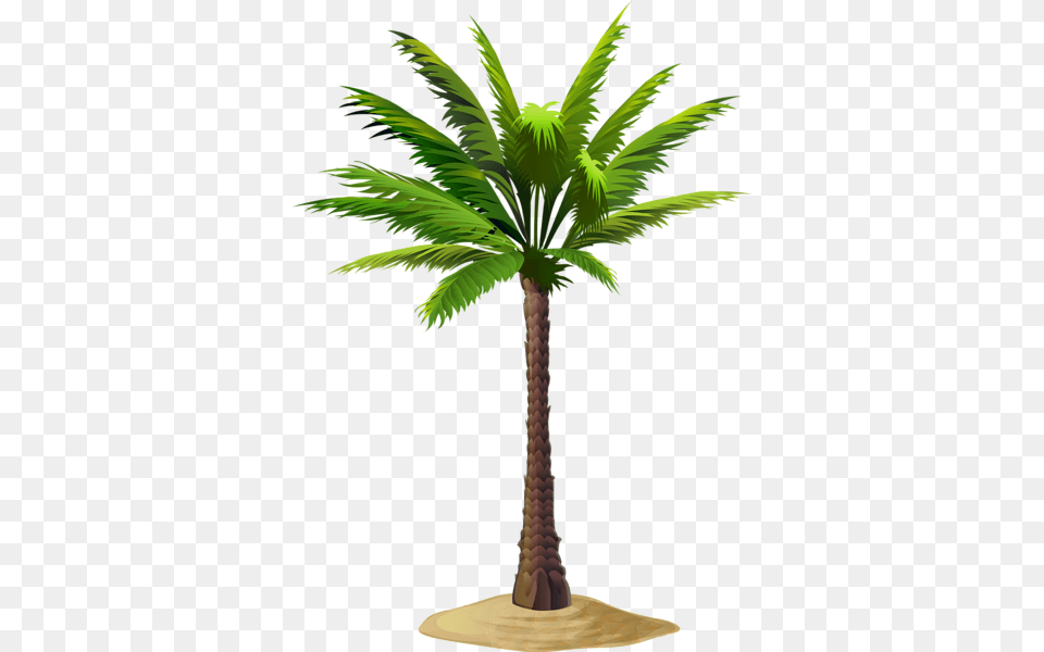 Gallery, Palm Tree, Plant, Tree Png Image
