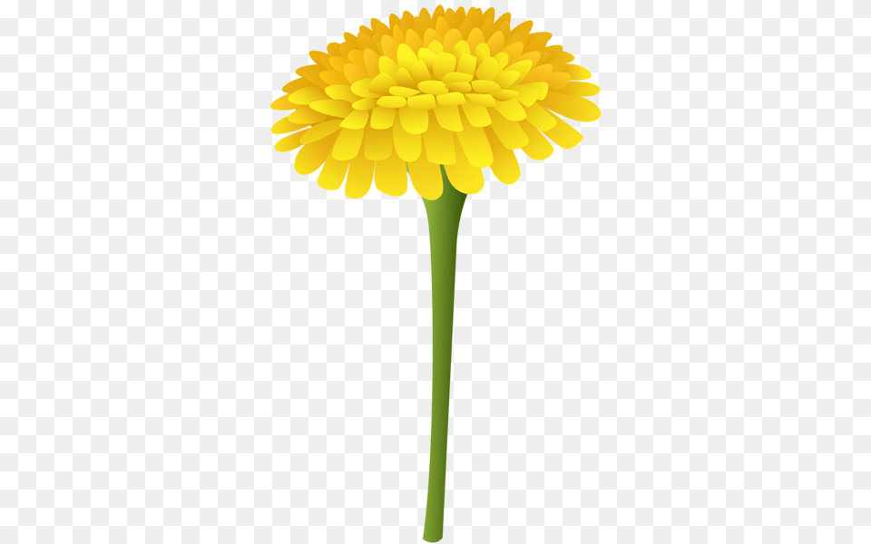 Gallery, Flower, Plant, Daisy, Dandelion Free Png Download