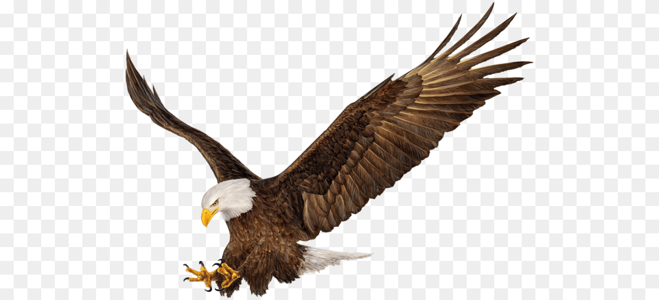 Gallery, Animal, Bird, Eagle, Flying Png