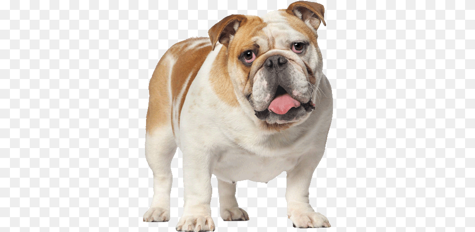 Gallery British Bulldog No Background, Animal, Canine, Dog, Mammal Free Png Download