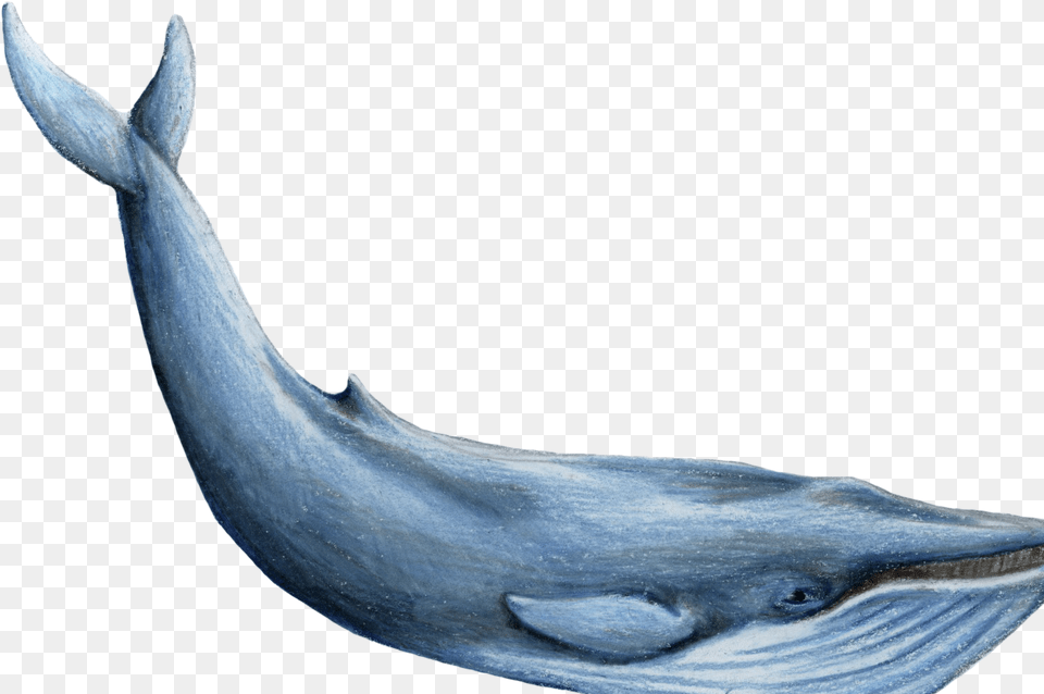 Gallery Description, Animal, Mammal, Sea Life, Whale Free Png Download