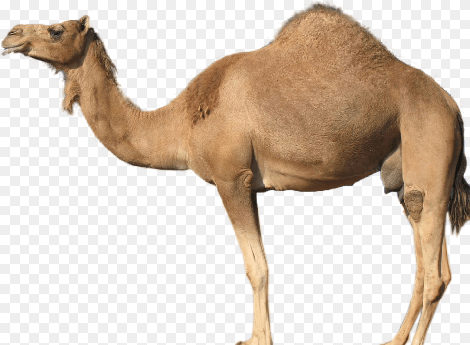 Gallery Description Guess The Animal Camel, Mammal, Horse Free Png Download