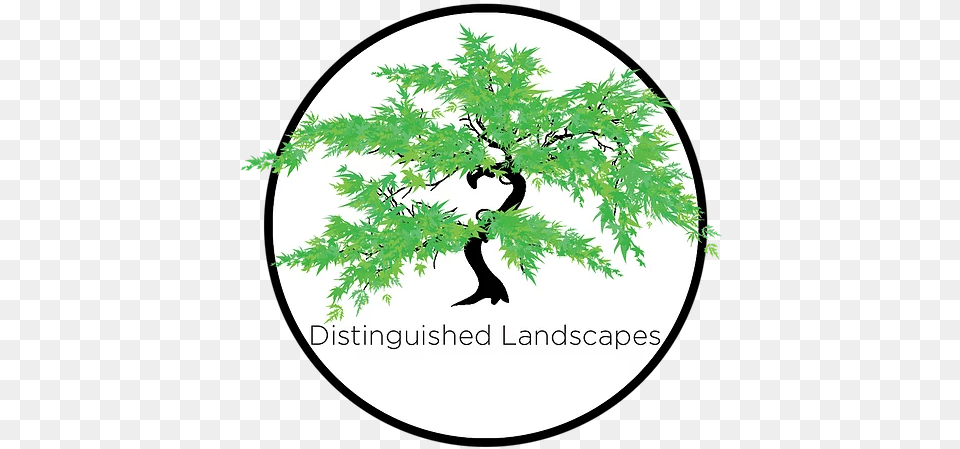 Gallery Distinguished Land Japanese Maple Tree Design, Plant, Green, Leaf, Vegetation Free Transparent Png