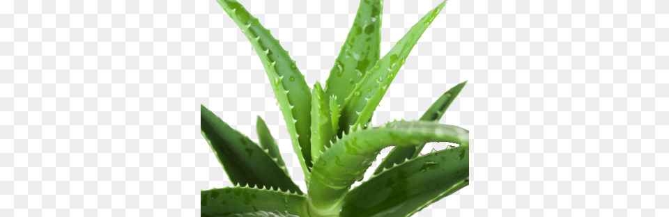 Gallery For Gt Aloe Vera Leaf Imgarcade Aesthetic Aloe Vera, Plant Png