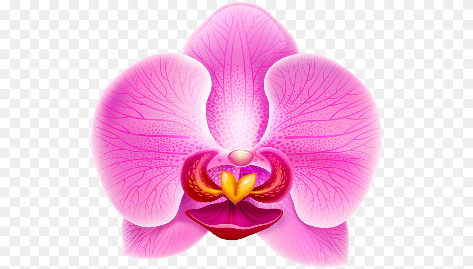 Gallery Pictures Pink Orchid Flower Clipart, Plant, Petal Free Png Download