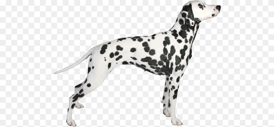 Gallery Perro De Lado Dalmata, Animal, Canine, Dog, Mammal Free Png