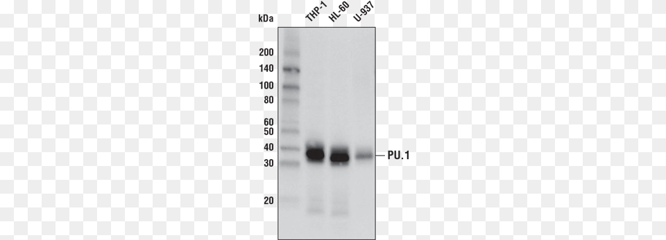 Gallery Pu 1 Antibody Number Free Png