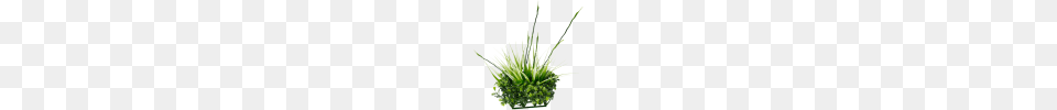 Gallery Tall Grass, Plant, Potted Plant, Flower, Flower Arrangement Free Transparent Png