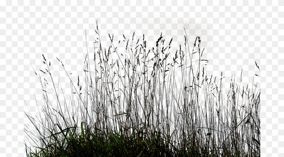 Gallery Tall Grass Transparent Long Grass, Plant, Reed Png Image