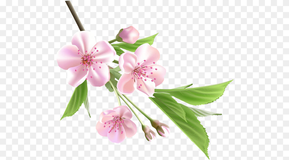 Gallery Transparent Spring Flowers, Flower, Plant, Cherry Blossom Png Image