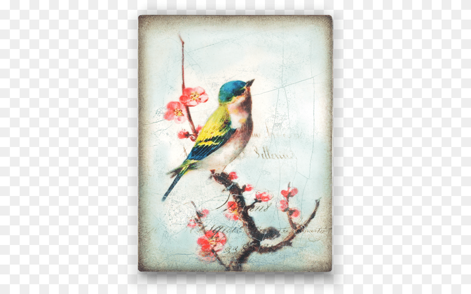 Gallery Vintage Pajaros Fondo, Animal, Finch, Bird, Beak Free Png