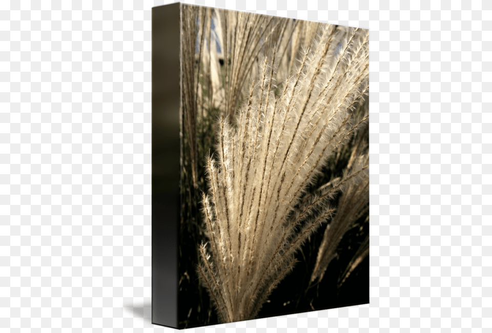 Gallery Wrapped Canvas Art Print 8 X 10 Entitled Black, Grass, Plant, Reed, Vegetation Free Png Download