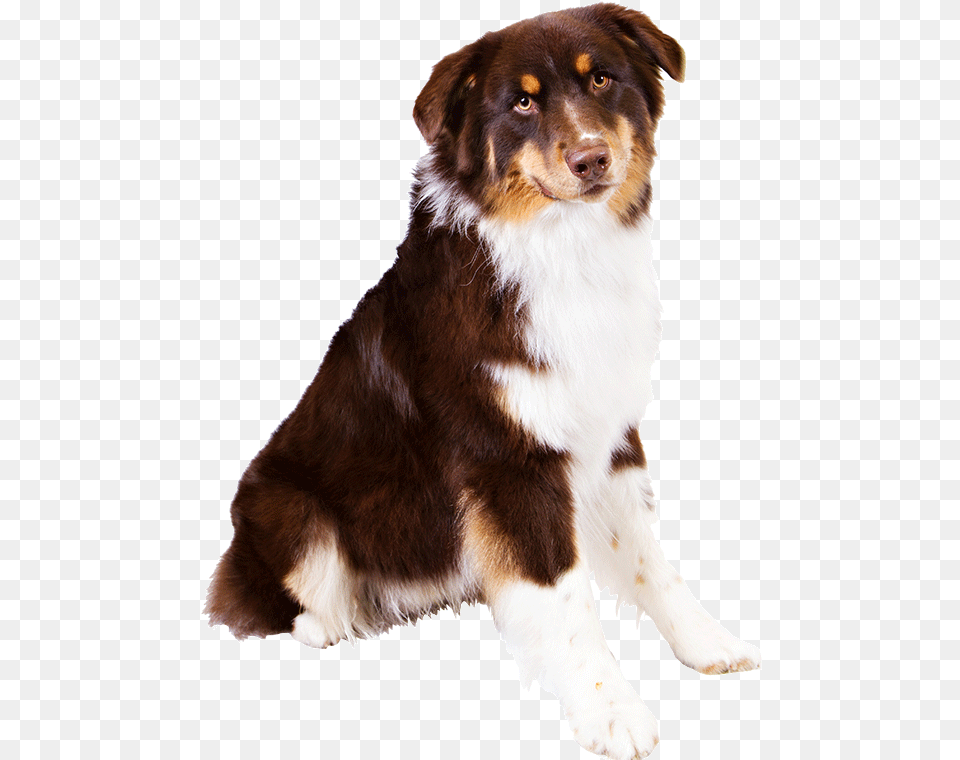 Gallery Yellow Lab Shepherd Mix Puppy Australian Shepherd Transparent Background, Animal, Canine, Dog, Mammal Png Image