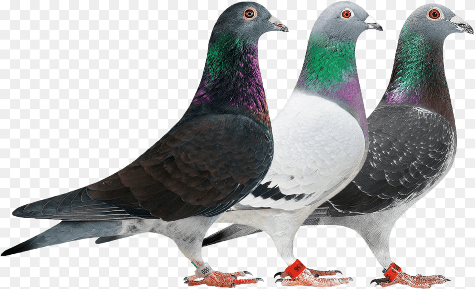 Gallerynew Rock Dove, Animal, Bird, Pigeon Free Png