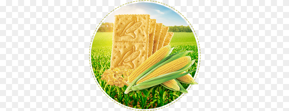 Galletas Saltin Noel Maiz 3 Tacos Anatomy Of Life And Energy In Agriculture Book, Bread, Cracker, Food, Corn Free Png