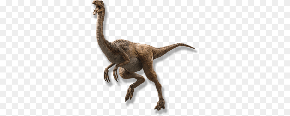 Gallimimus Gallimimus De Jurassic Park, Animal, Dinosaur, Reptile, T-rex Png Image