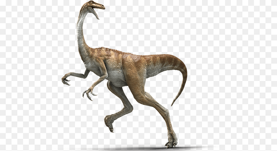 Gallimimus Jurassic World Evolution, Animal, Dinosaur, Reptile, T-rex Free Png Download