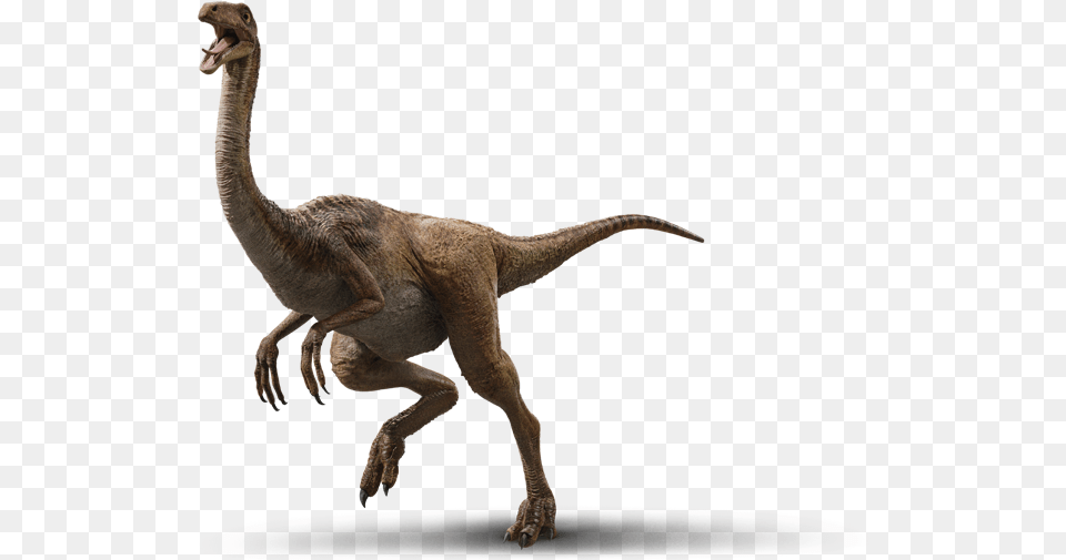 Gallimimus Jurassic World Evolution Dinosaurs, Animal, Dinosaur, Reptile, T-rex Free Png Download