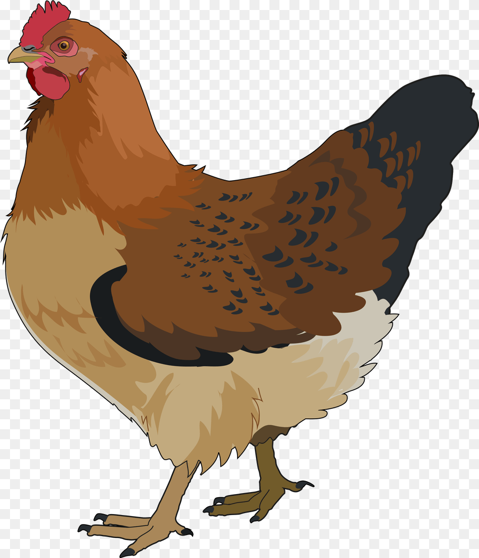 Gallina, Animal, Bird, Chicken, Fowl Png Image