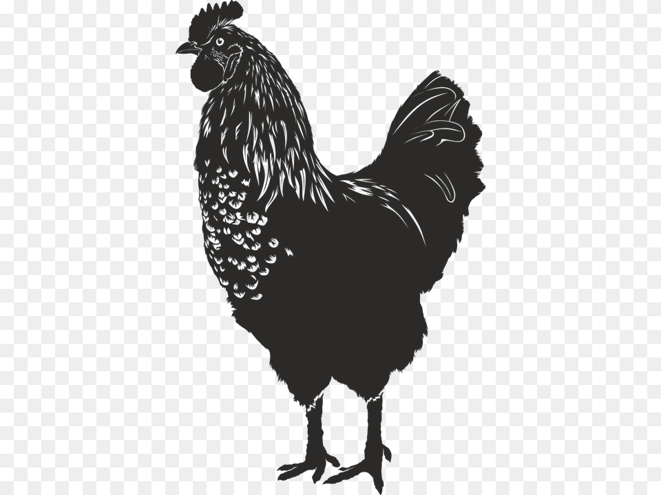 Gallina Silueta, Animal, Fowl, Bird, Poultry Png Image
