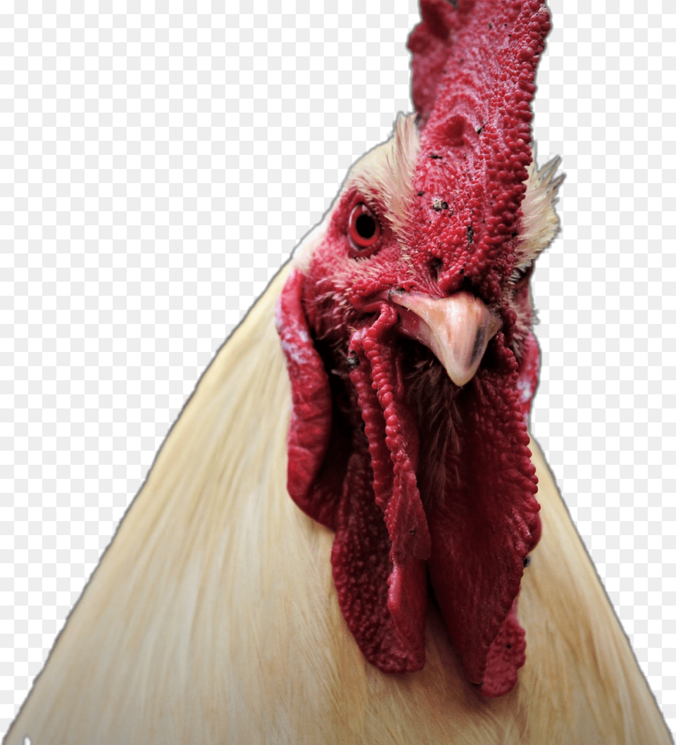 Gallo Animals Pets Amp Animals Enojado Granja Pets Turkey, Animal, Bird, Chicken, Fowl Png Image