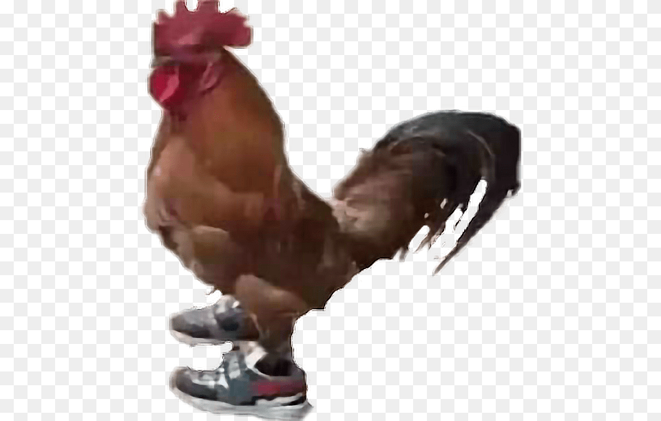 Gallo Con Tenis, Animal, Bird, Poultry, Fowl Png Image