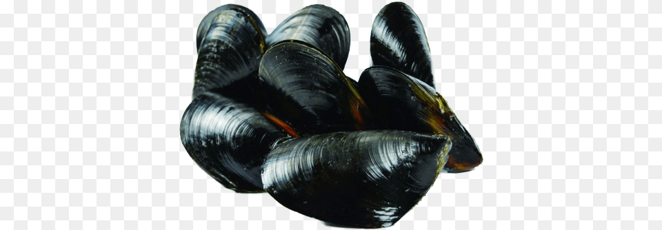 Gallo Mussel Mytilus Galloprovincialis Mussels, Animal, Clam, Food, Invertebrate Png Image