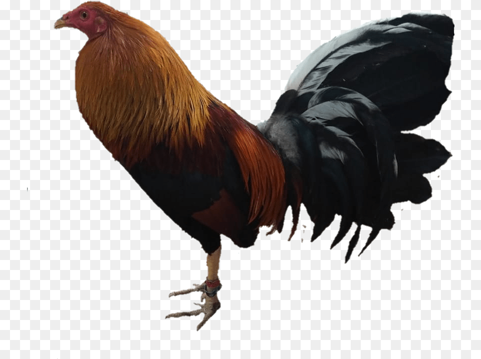 Gallo Rooster, Animal, Bird, Chicken, Fowl Free Png