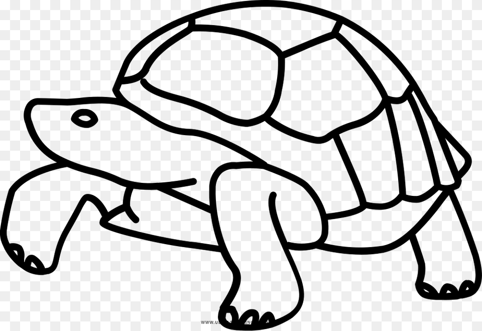 Galpagos Islands Tortoise Turtle Drawing Clip Art Drawing Of Tortoise Tail, Gray Png