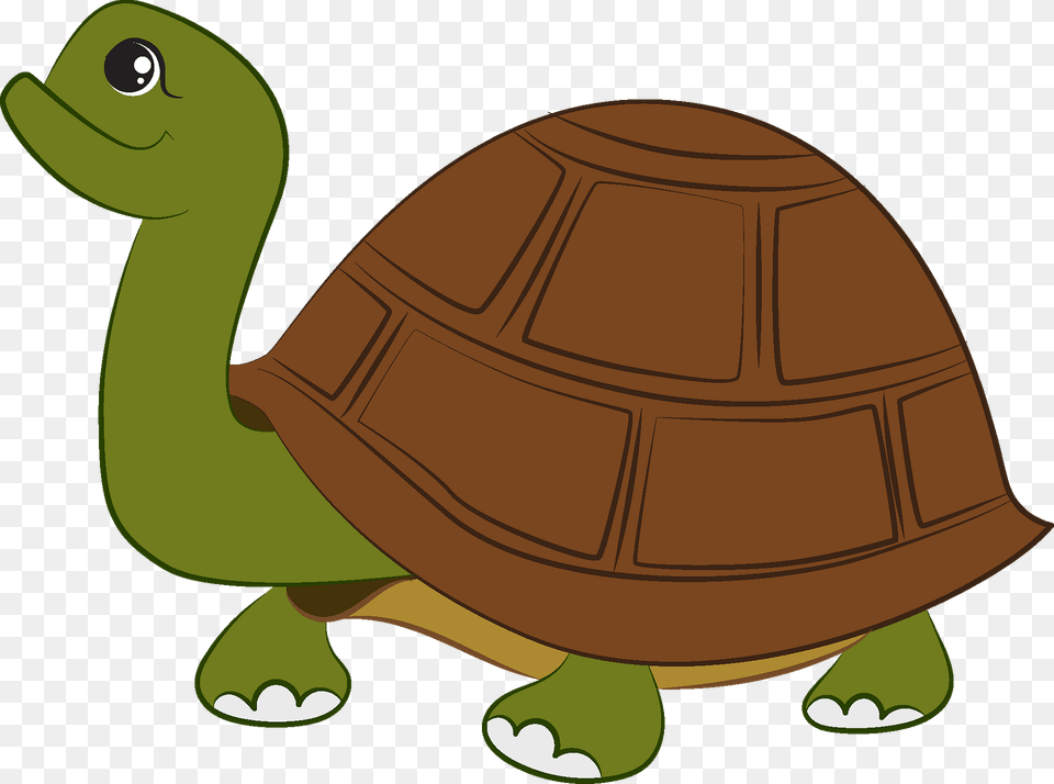 Galpagos Tortoise, Animal, Reptile, Sea Life, Turtle Png Image