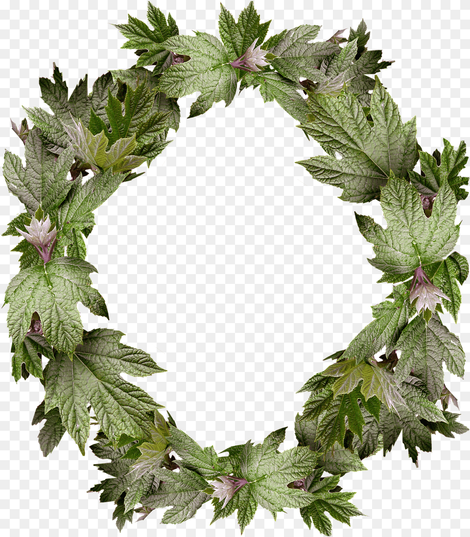 Gambar Bingkai Daun Melingkar, Leaf, Plant, Wreath Png Image